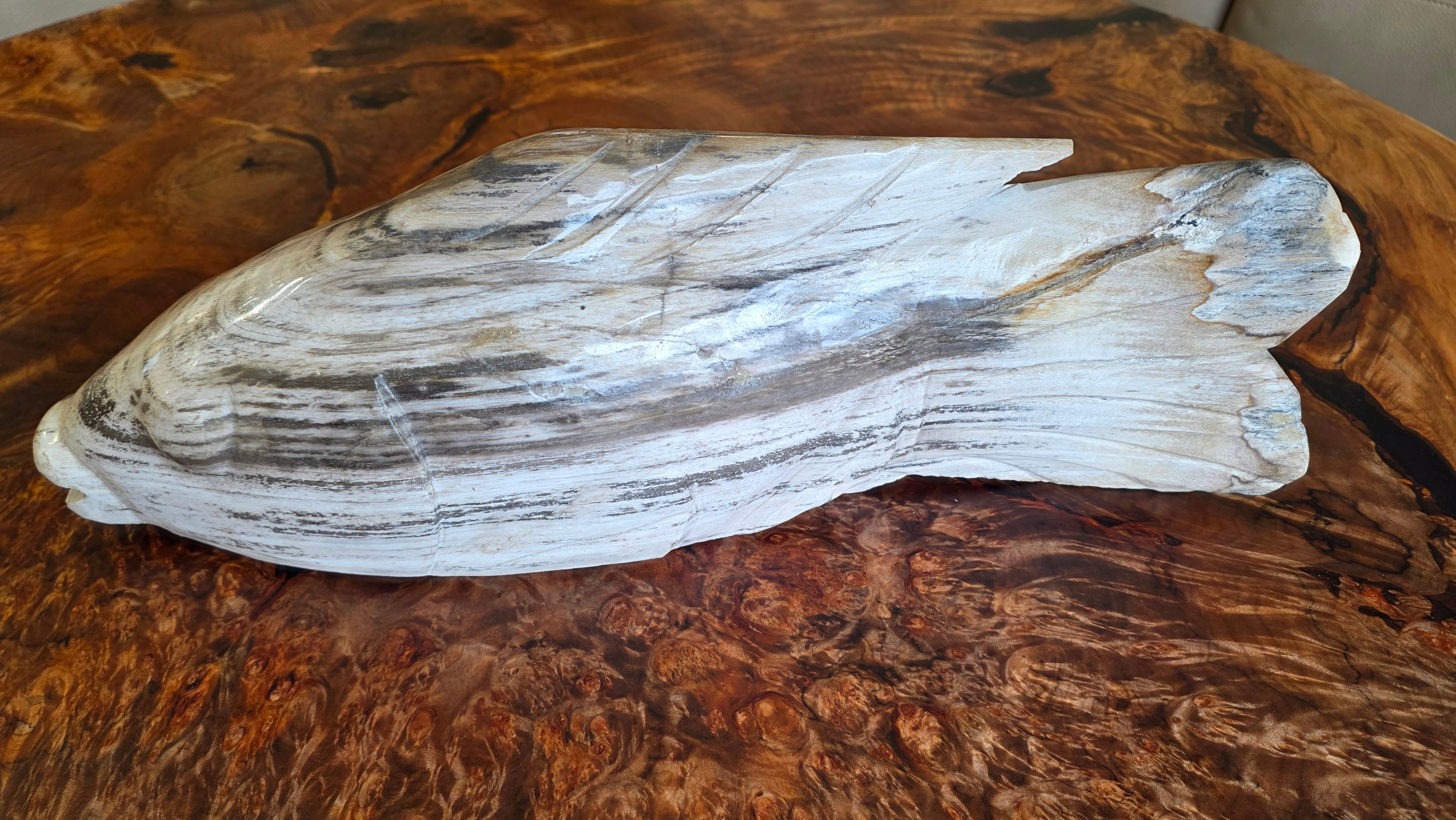Petrified Wood Fish, Large