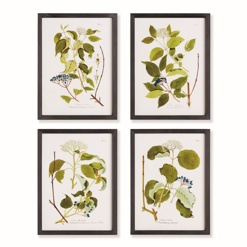 Floral and Berry Study, Set of 4
