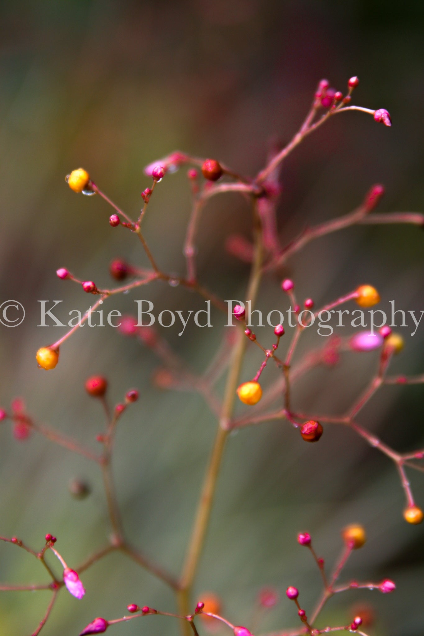 "Minneapolis, MN" by Katie Boyd Photography