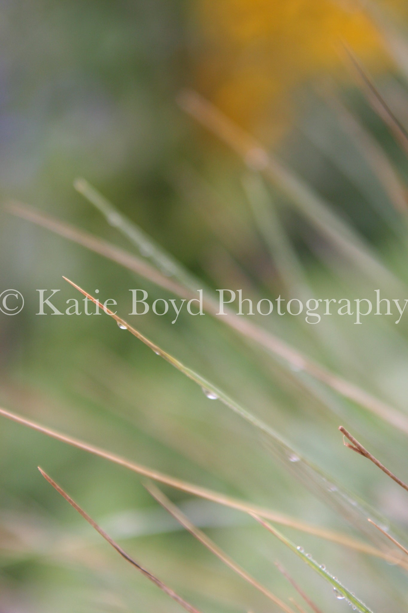 "Ontario, Canada" by Katie Boyd Photography