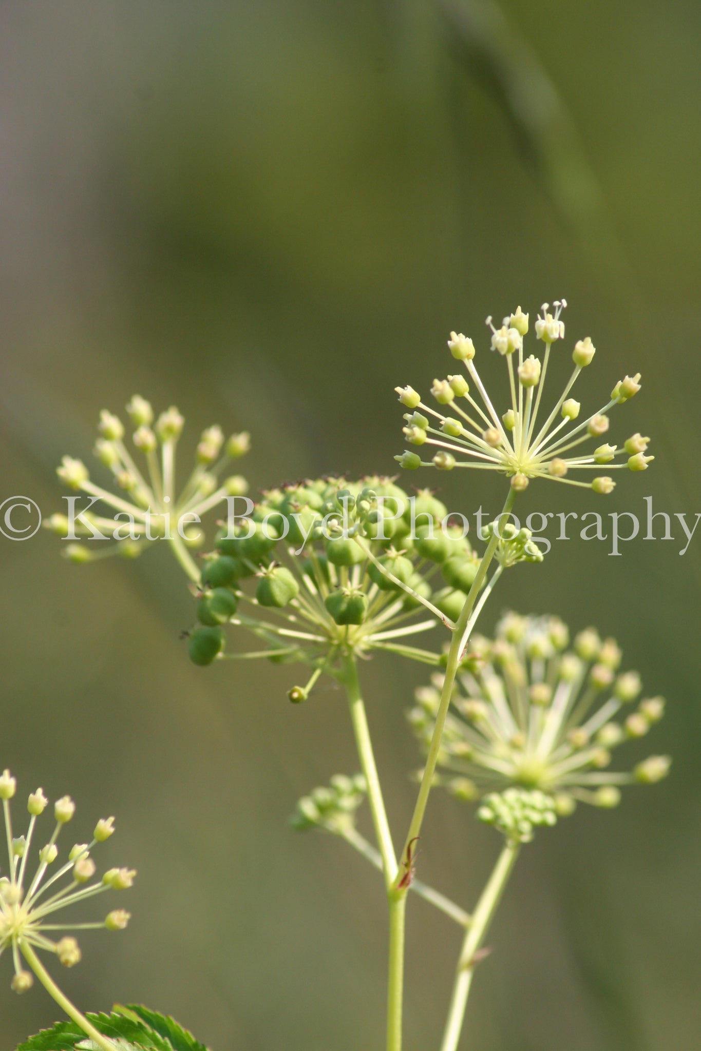 "Ontario, Canada II" by Katie Boyd Photography