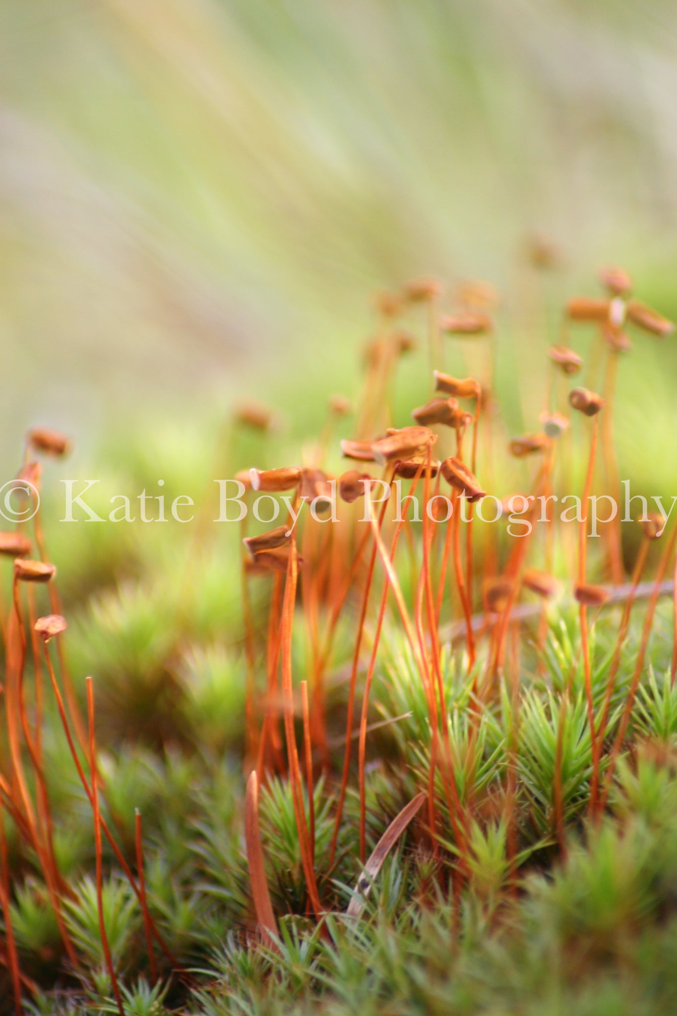 "Ontario, Canada III" by Katie Boyd Photography