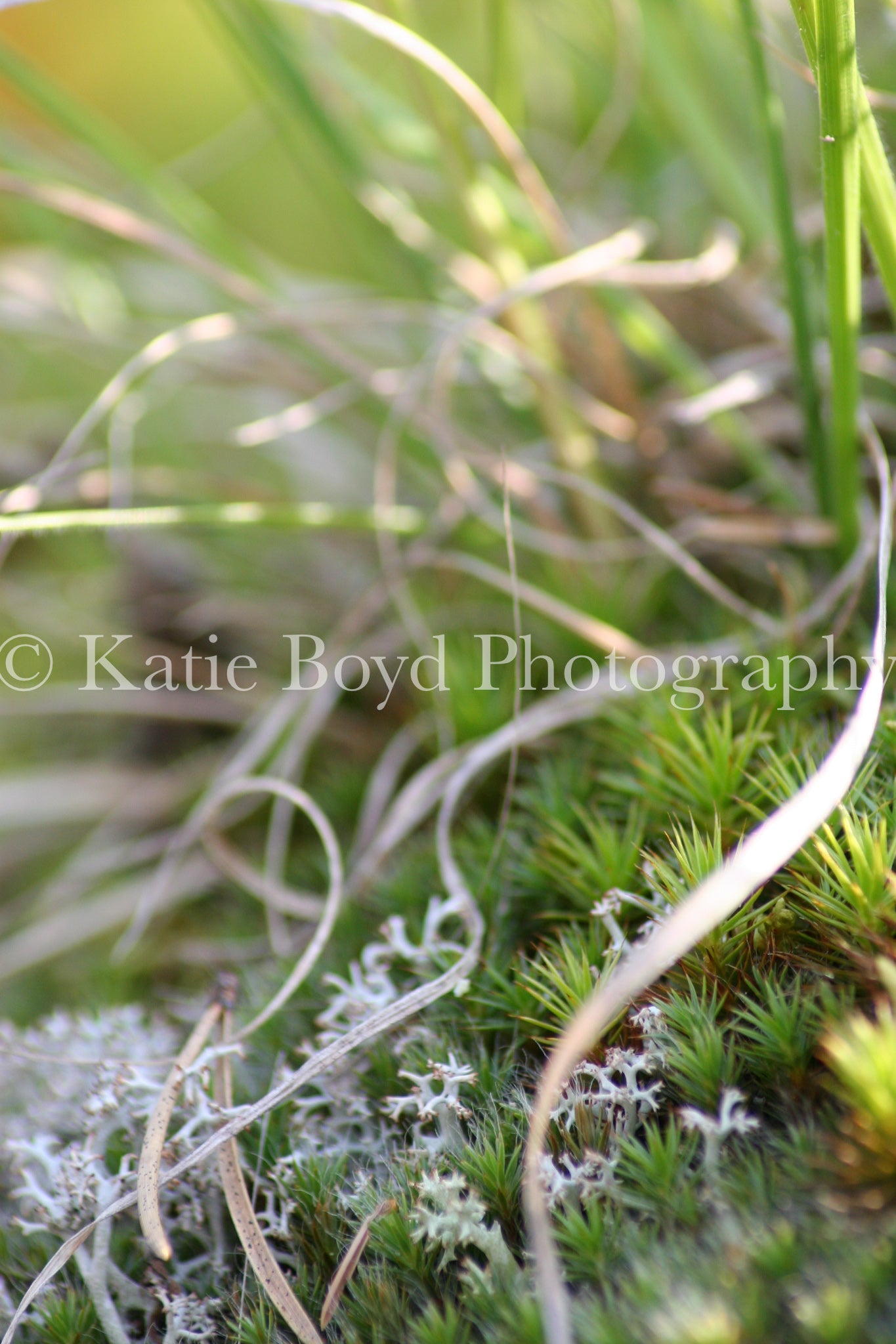 "Ontario, Canada IV" by Katie Boyd Photography