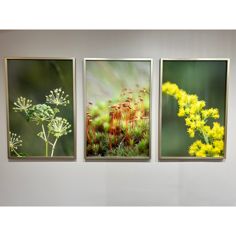 *FLOOR STOCK* Flora Series Triptych by Katie Boyd